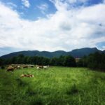 Priveliste frumoasa in inima Carpatiilor